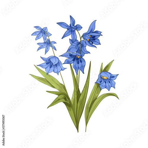 Scilla, blossomed flower. Floral plant with gentle petals, leaf in vintage re...