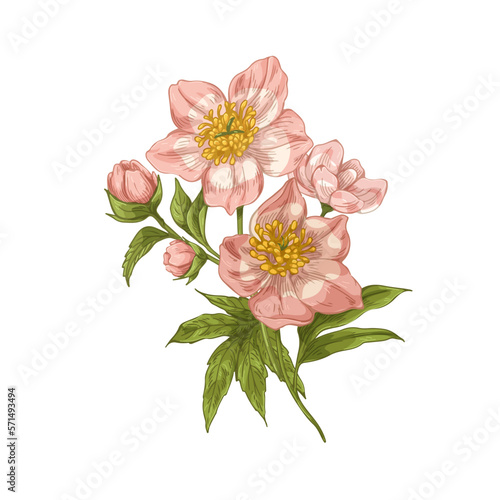 Helleborus orientalis, vintage realistic floral drawing. Lenten rose, blossom...