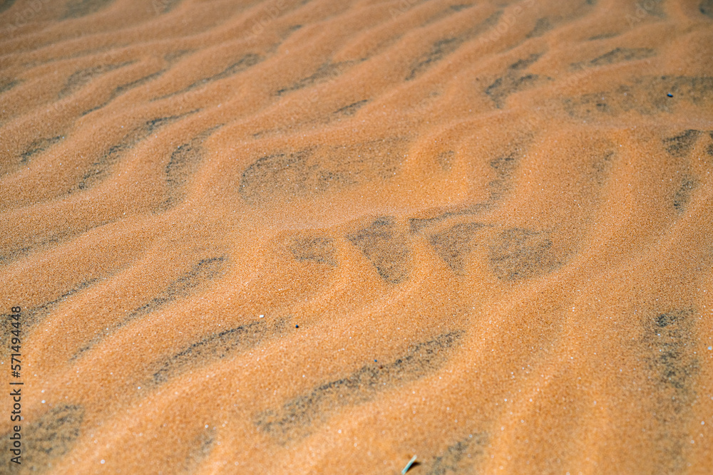 Fototapeta premium sand ripples in the desert
