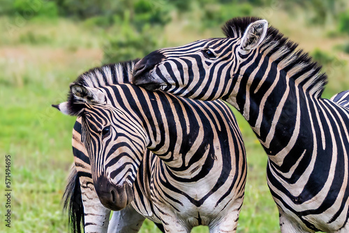 Burchell's zebra showing affection to one another