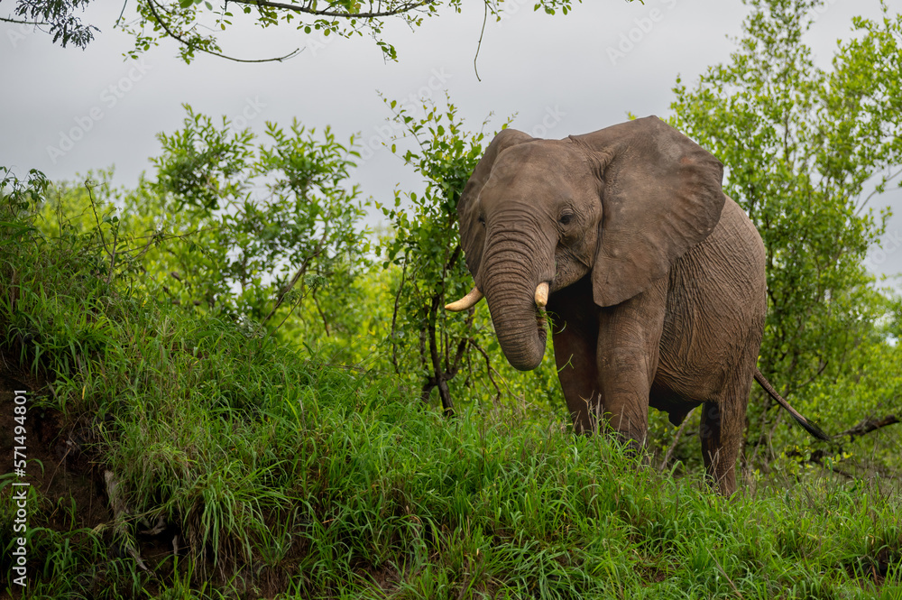 Fototapeta premium African elephant bull grazing peacefully at close quarters