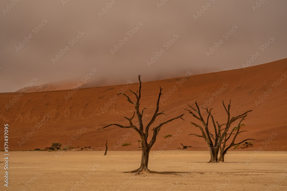 Dead Camelthorn Trees against red dunes and blue sky in Deadvlei, Sossusvlei. Namib-Naukluft National Park, Namibia, Africa Dead Camelthorn Trees against red dunes and blue sky in Deadvlei, Sossusvlei. Namib-Naukluft National Park, Namibia, Africa