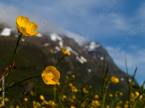 yellow poppy field against winter mountains in northern norway