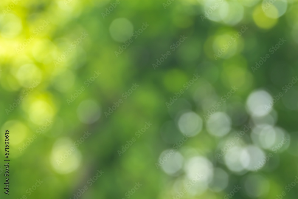Blurry image from group of fresh green leaves in the forest with bokeh background.