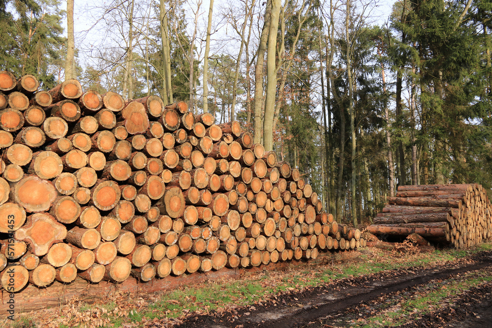 viel Stammholz Buche liegt am Waldweg