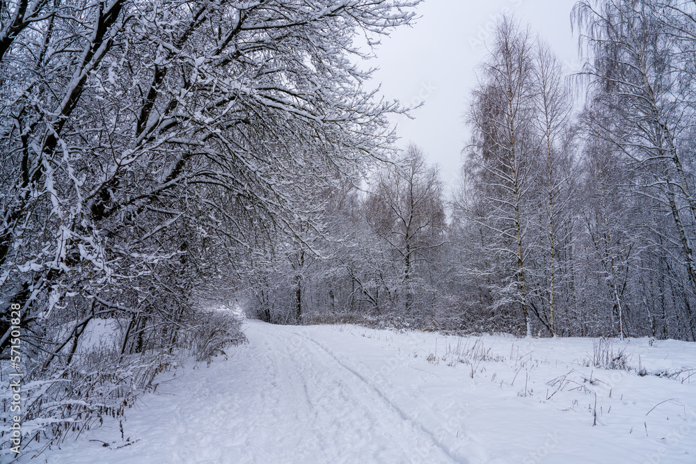 The road in the winter, cloudy forest stretching into the distance, covered with deep snow. Road in the forest surrounded by trees covered with snow. The road in the winter, cloudy forest stretching into the distance, covered with deep snow. Road in the forest surrounded by trees covered with snow.