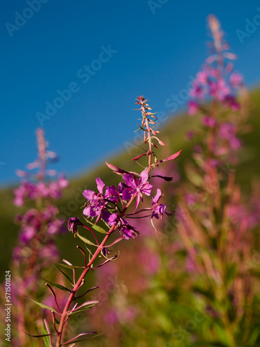Blooming fireweed close-up