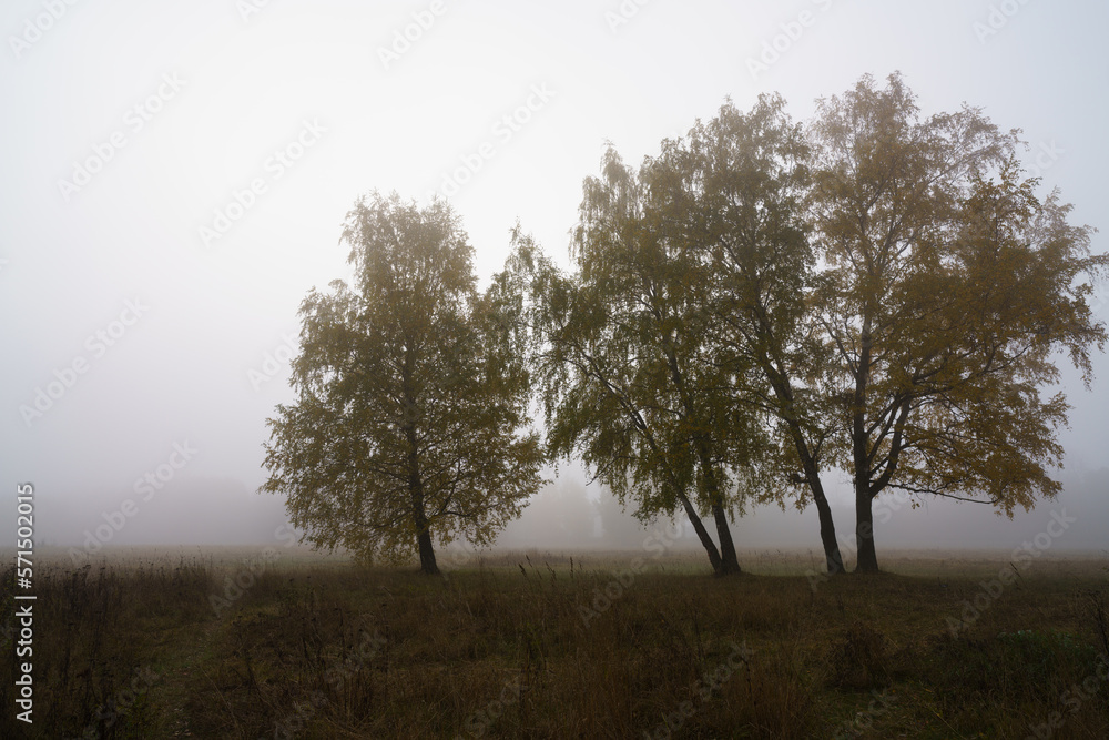 Morning autumn landscape. Foggy dawn. Large clearing with lonely trees flooded with thick fog Morning autumn landscape. Foggy dawn. Large clearing with lonely trees flooded with thick fog