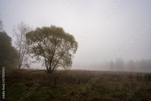 Morning autumn landscape. Foggy dawn. Large clearing with lonely trees flooded with thick fog