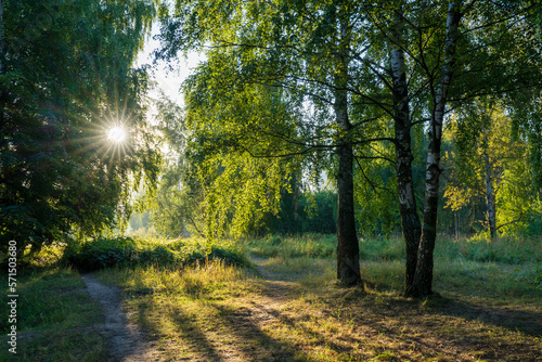 Fototapeta Naklejka Na Ścianę i Meble -  Sunbeams shine through the trees
Lens glare effect. Natural sunlight with glare effect. Very sunny sunrise with sunbeams through the trees and leaves of the forest