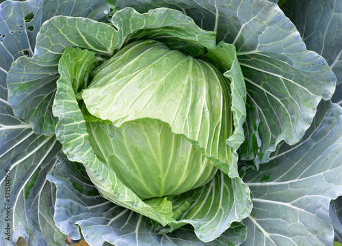 Soft focus of Big cabbage in the garden