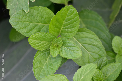 Mint leaves in the garden.