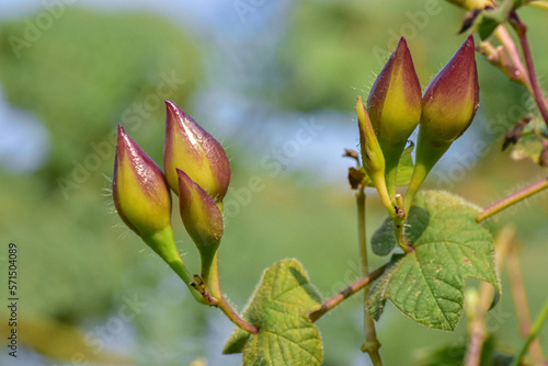 Camonea umbellata fruit, commonly known as hogvine, yellow merremia and rosewood yellow, is a vine that has many uses in traditional Thai medicine.