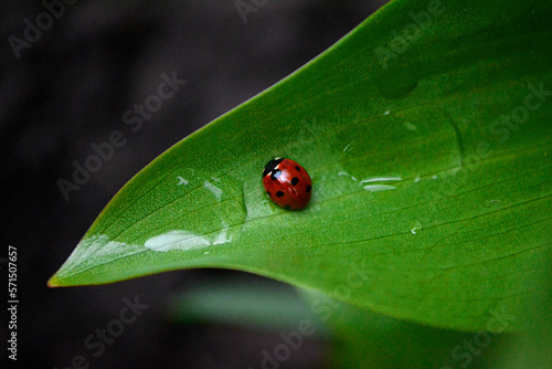 ladybug sitting on a leaf after rain