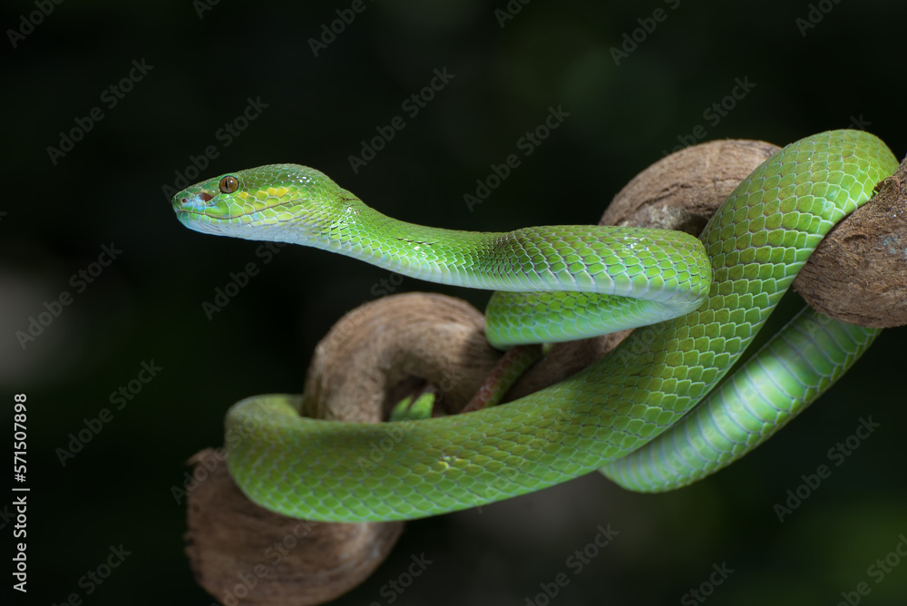 White-lipped island pit viper on the tree branch White-lipped island pit viper on the tree branch