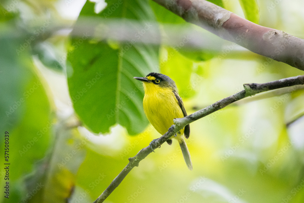 Beautiful view to small tropical yellow bird on green rainforest Beautiful view to small tropical yellow bird on green rainforest