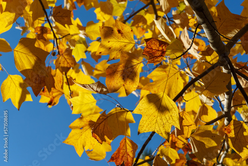 Golden, and yellow leaves of a tulip tree Liriodendron tulipifera against the blue sky in sunlight. Nature concept for design photo