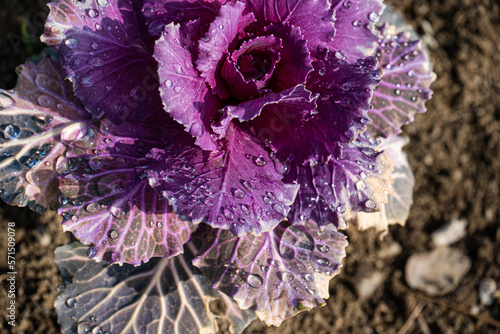 Beautiful decorative cabbage leaves in the garden