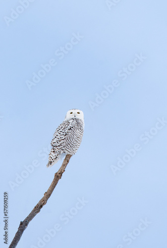 Female snowy owl perched on branch on winter day in Canada. photo