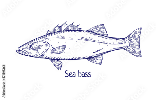 Sea bass, outlined contoured drawing in vintage style. Detailed ocean fish, seabass. Marine water animal, fauna. Hand-drawn engraved etched retro vector illustration isolated on white background