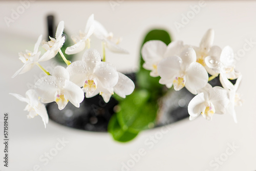 white orchid in pot .Growing and caring orchids at home.