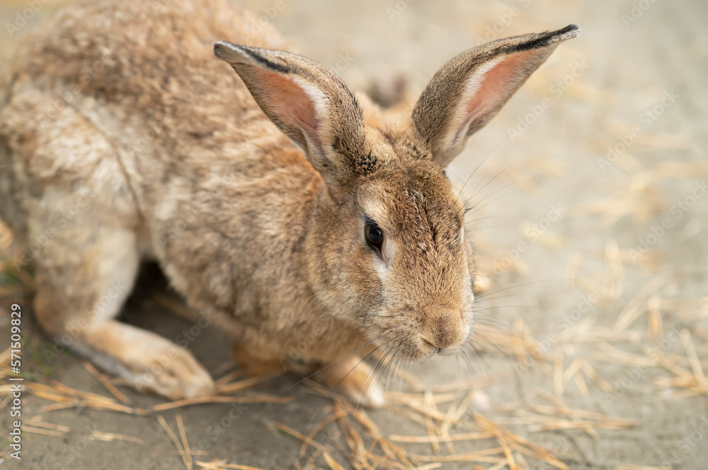 Fototapeta premium Wild Rabbit (Oryctolagus cuniculus) sitting in a field.