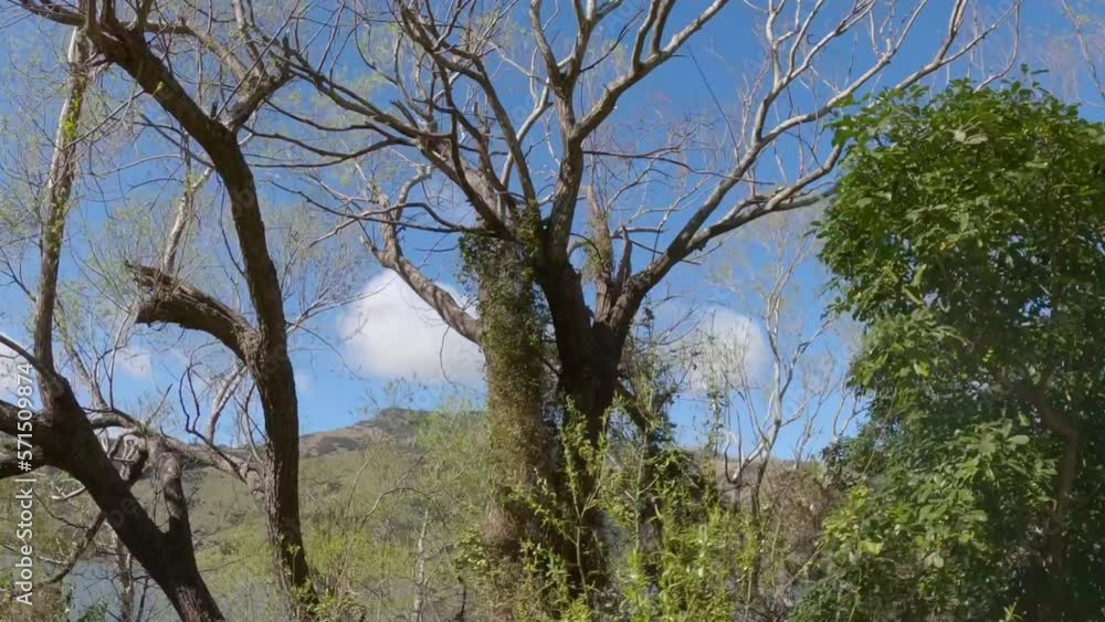 POV off-road cycling (wide view) showing glimpses of lake and hills while passing willow trees in springtime - Selwyn District (New Zealand) POV off-road cycling (wide view) showing glimpses of lake and hills while passing willow trees in springtime - Selwyn District (New Zealand)