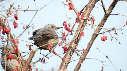 Brown-eared Bulbul (Hypsipetes Amaurotis) Poops while Eating Dried Japanese Cornelian Cherry Perched on a Cornel Tree Branch photo