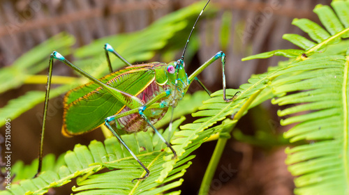 Grasshopper, Sekonyer River, Tanjung Puting National Park, Kalimantan, Borneo, Indonesia photo