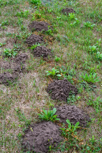 Trawnik zniszczony przez działalność kretowisko w ogrodzie 