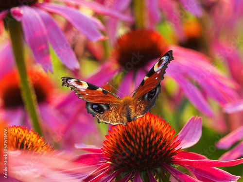 Bunter Schmetterling