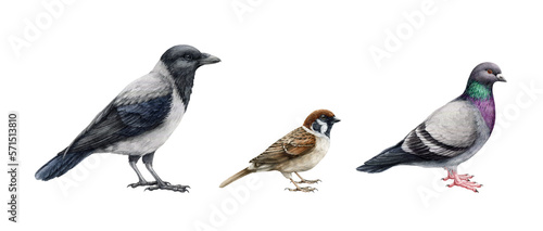 City birds illustration set. Hand drawn common crow, sparrow, pigeon urban avians. Realistic common city bird detailed illustration set. Crow, sparrow, pigeon on white background