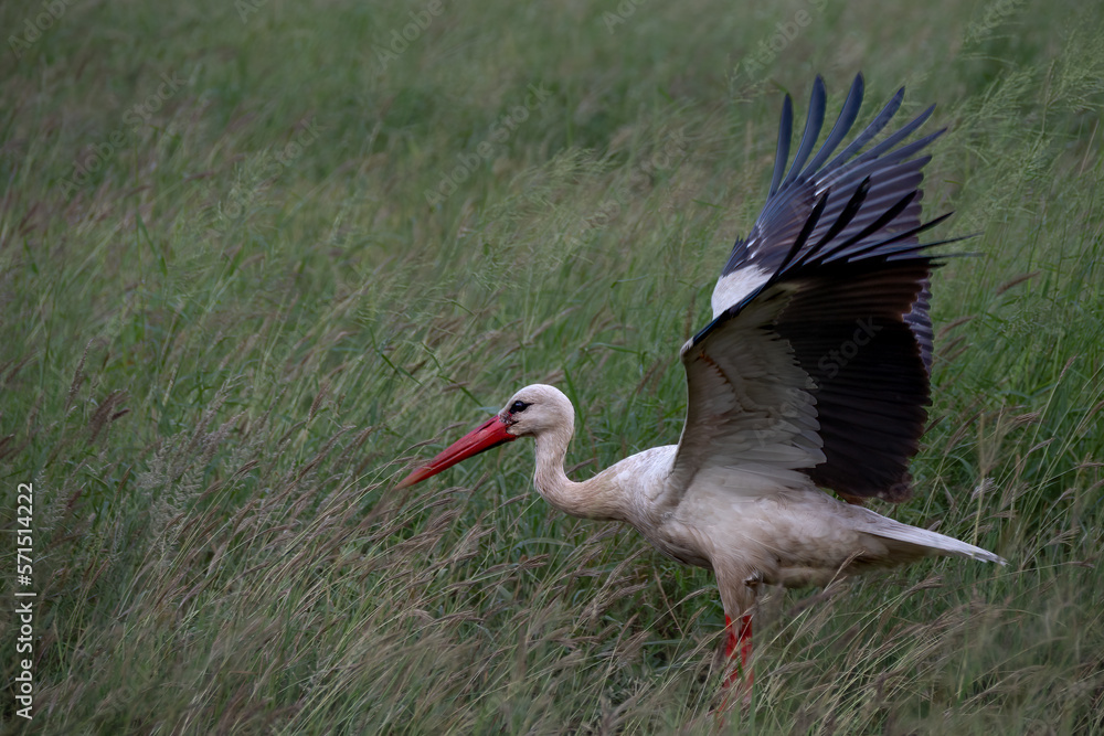 Fototapeta premium White stork about to take off from a wetland