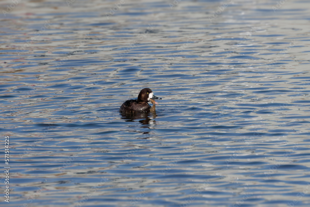 The common Goldeneye (Bucephala clangula), on the river. The common Goldeneye (Bucephala clangula), on the river.
