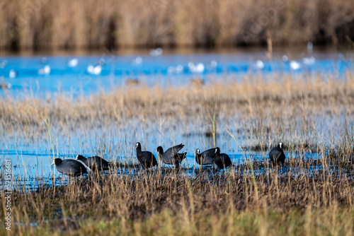 Groupe de foulques macroules dans un marais en hiver photo