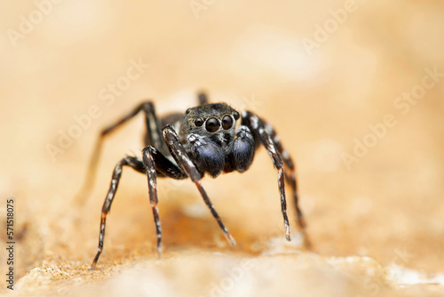 Portrait of maleJumping spider Cyrba algeria, Salticidae, Satara, Maharashtra