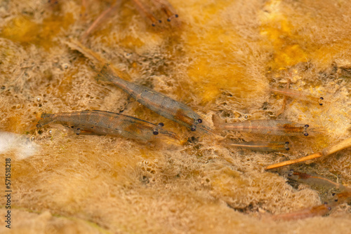 Freshwater shrimp  Satara  Maharashtra