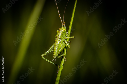 Green Grasshopper on a blade of grass