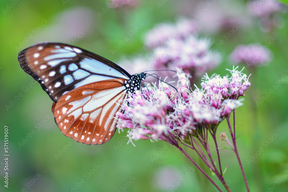 フジバカマの蜜を吸うアサギマダラ