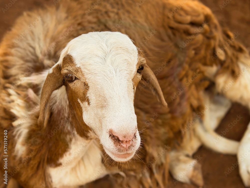 Fototapeta premium Portrait of an African female sheep, photo