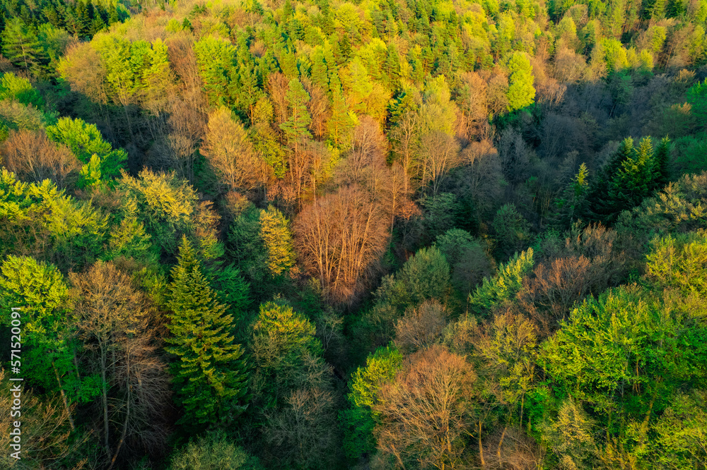 Sunset light on spring forest. Sunset colors on aerial view of forest. Autumn colors forest.