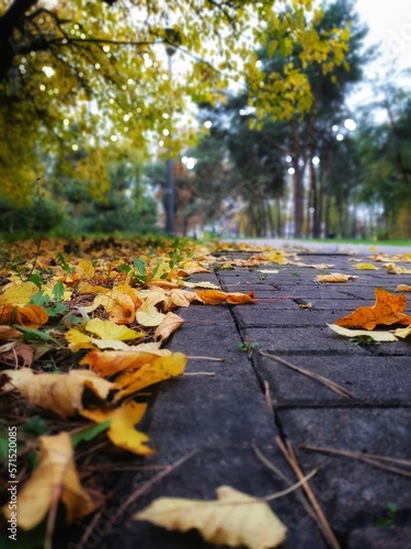 fallen leaves in the park 