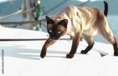 siamese or thai breed cat smelling air on board of sailing boat, travelling with pets