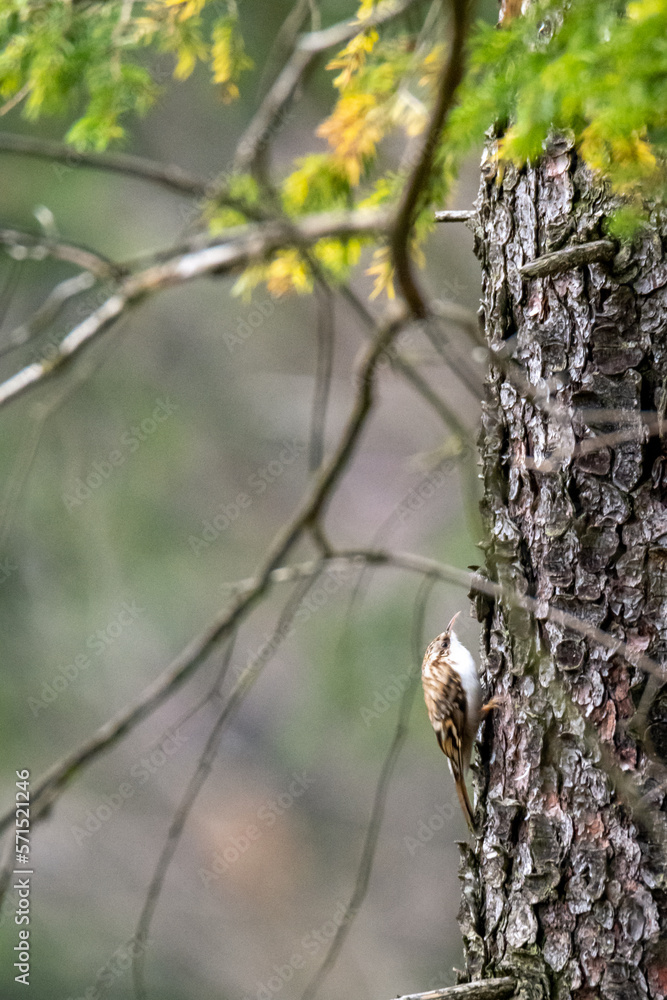 Obraz premium Small gray bird The Eurasian treecreeper or common treecreeper climbing a spruce trunk in Bohemia 