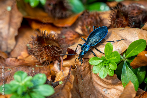 Obraz na plátne beautiful large ground beetle Blue Ground Beetle Carabus intricatus crawling in