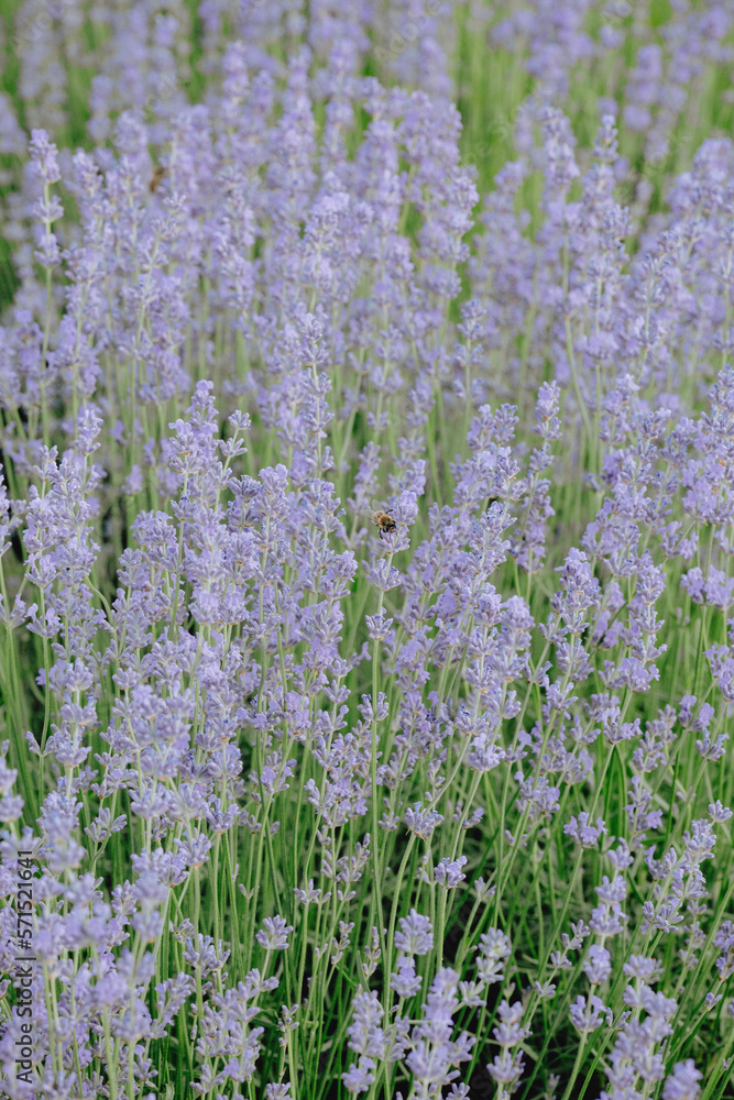 Naklejka premium A bee on lavender and in nature in summer