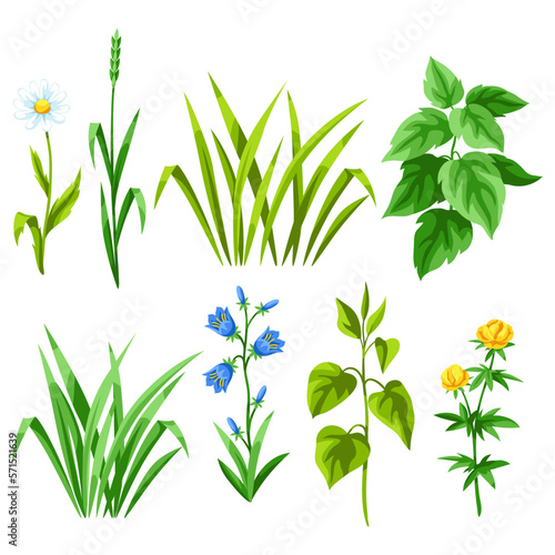 Set of herbs and cereal grass. Herbs and cereal grass. Floral collection with meadow plants.