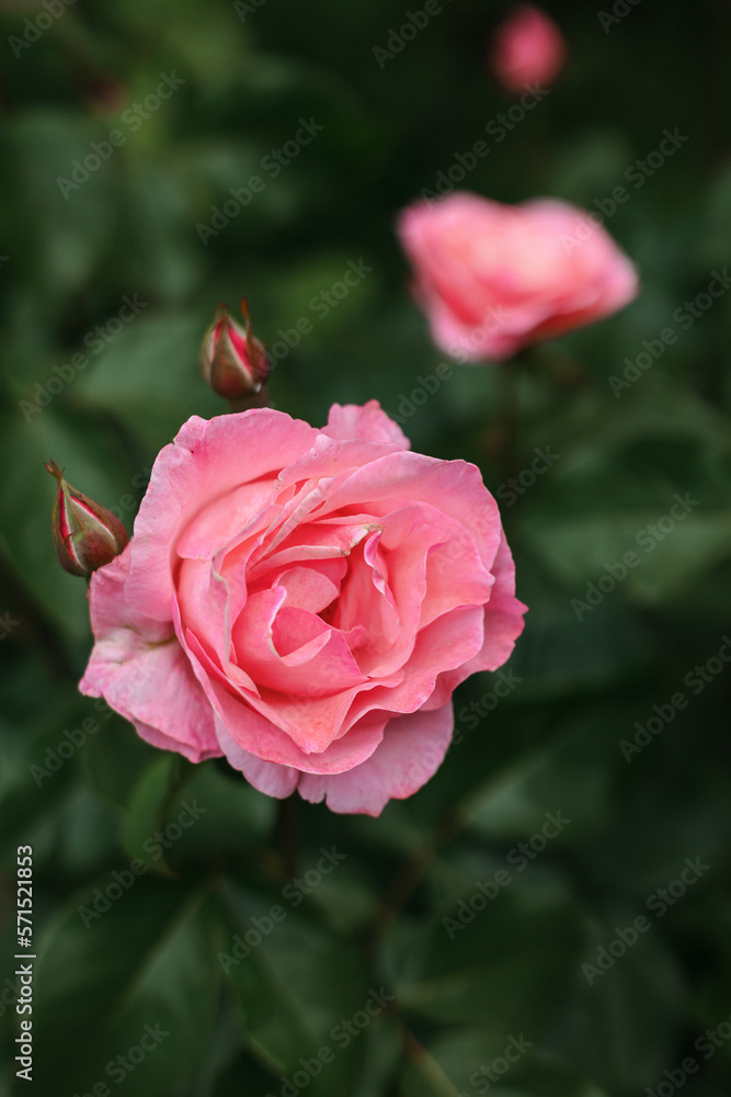 Pink roses close-up on a green background in the park Pink roses close-up on a green background in the park