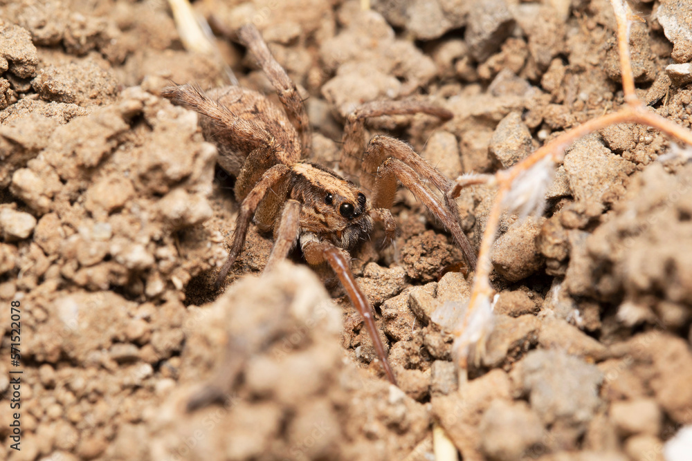 Wolf spider, Hogna himalayensis, Lycosidae, Satara, Maharashtra Wolf spider, Hogna himalayensis, Lycosidae, Satara, Maharashtra