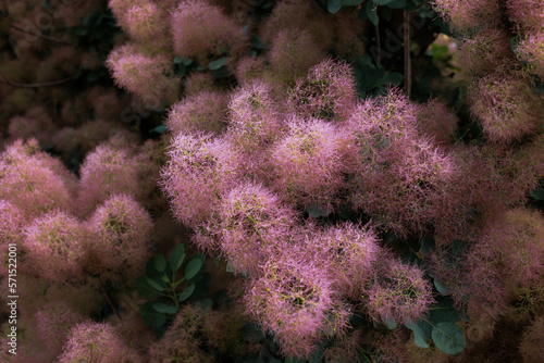Fototapeta Naklejka Na Ścianę i Meble -  Skumpia leather. Pink Smoky Tree bloomed in